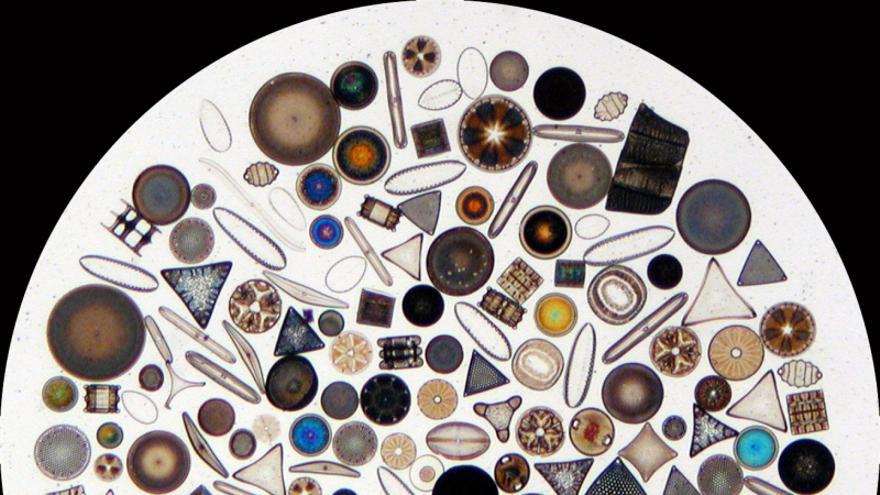 Resultado de imagen de diatomeas