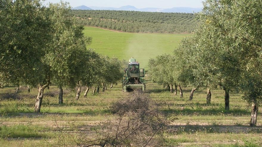 WWF critica la falta de participación y la promoción del olivo en regadío en el Plan Director del Olivar