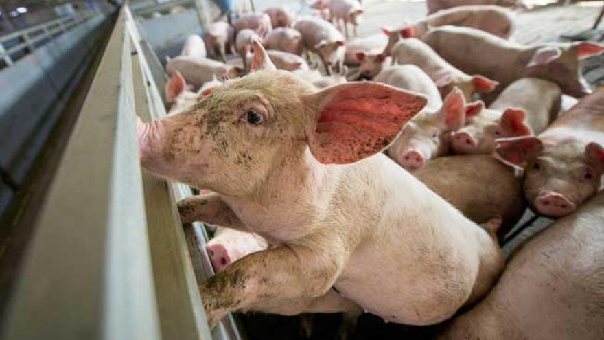 Cerdos en una granja propiedad de Icpor