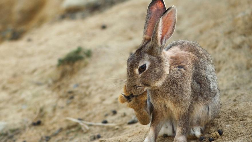 El conejo pasa a ser una especie "en peligro" por la caída de su población en España, Portugal y Francia