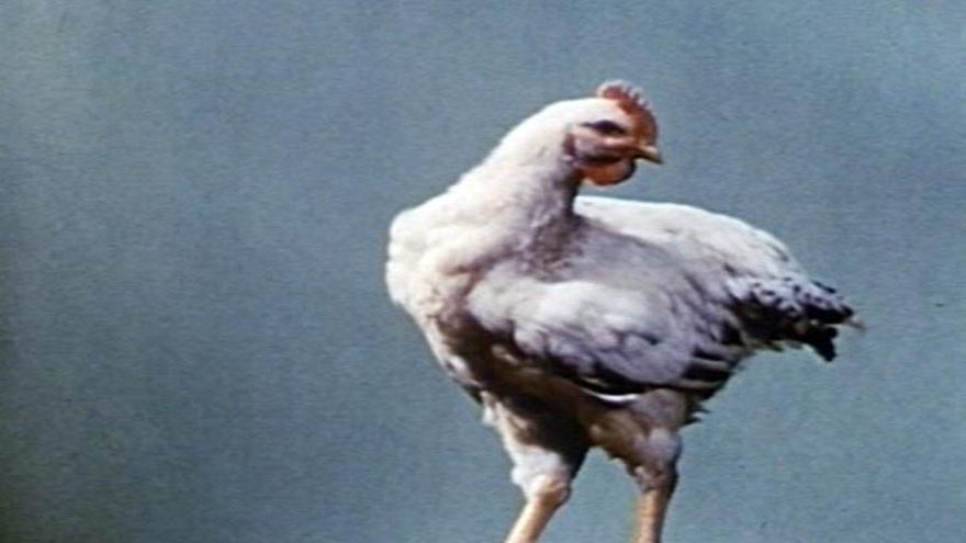 Fotograma de 'The chicken of tomorrow'  (1948)