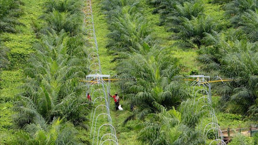 Guatemala primer productor mundial por hectárea de aceite de palma