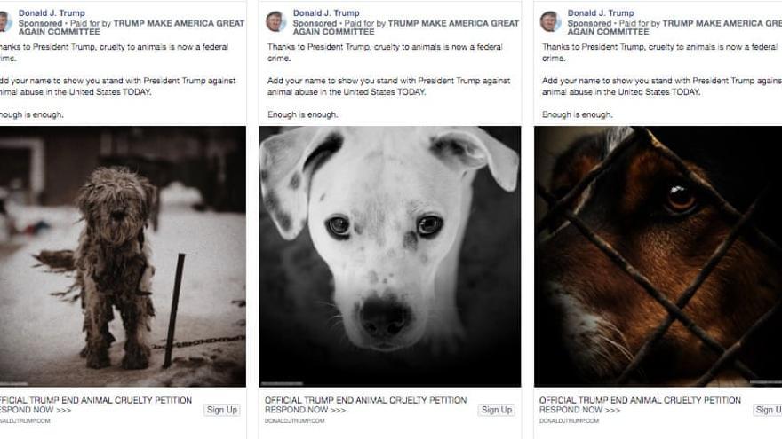 Anuncio de Trump contra el maltrato de animales.