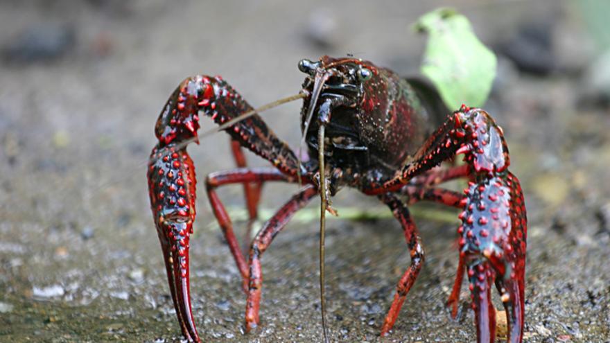 American red crab 