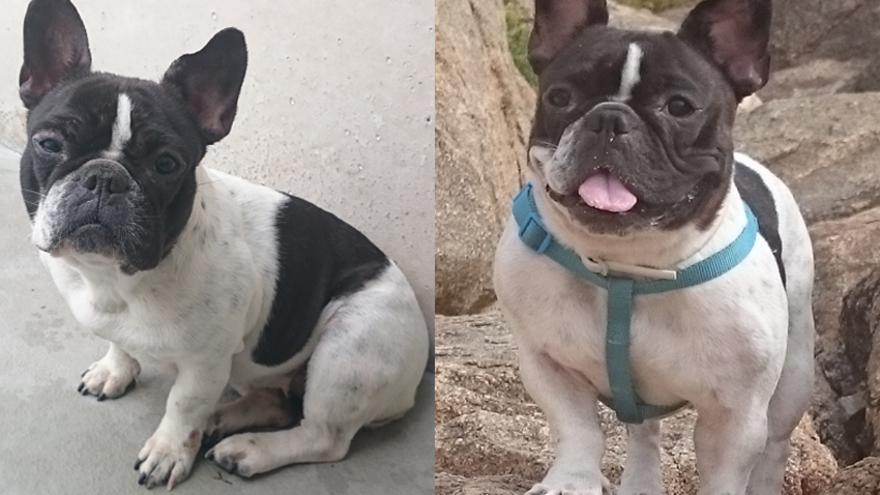 Chula, víctima de maltrato y abandono, antes y  después de ser adoptada. 
