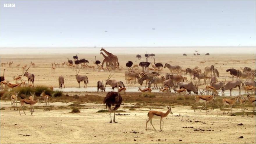 Decenas de animales beben agua de un manantial en medio de las llanuras de Etosha (Khalahari). Fotograma de la serie documental 'Africa' (BBC, 2013)