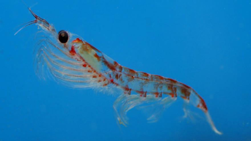 Ejemplar de krill antÃ¡rtico / NOAA