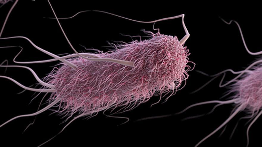 Escherichia-coliuna-bacterias-vuelve-resistente_EDIIMA20171213_0952_19.jpg