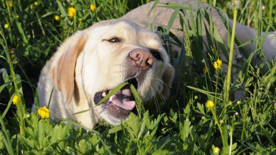 Labrador comiendo hierba