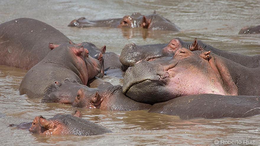 Hipopotamos-Parque-Nacional-Serengueti_EDIIMA20190320_0092_1.jpg