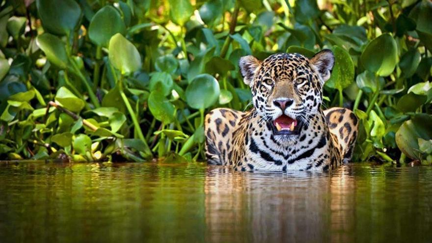 Jaguar en la selva latinoamericana.