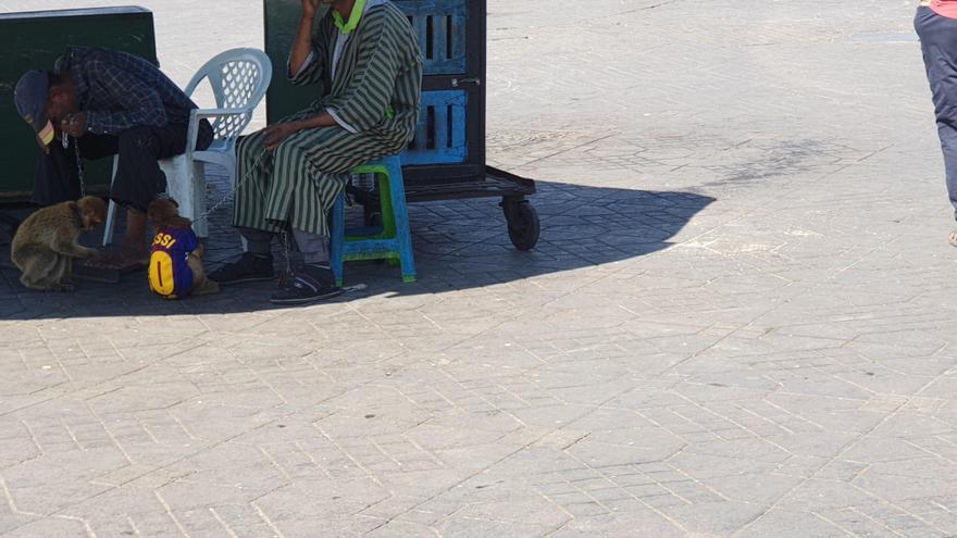 Macaco de Berbería encadenado en la plaza Jemma el Fna de Marrakech (Marruecos)