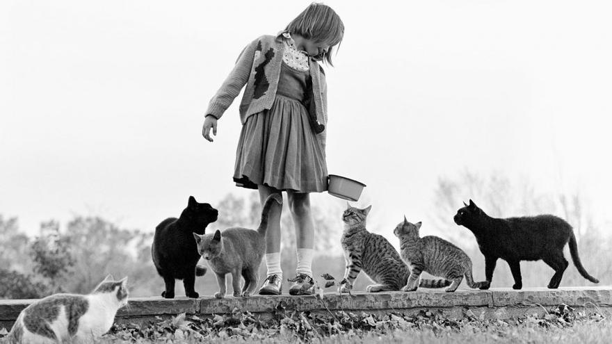 María, la hija de Walter Chandoha, alimenta a una familia de gatos. Nueva Jersey,  1962.