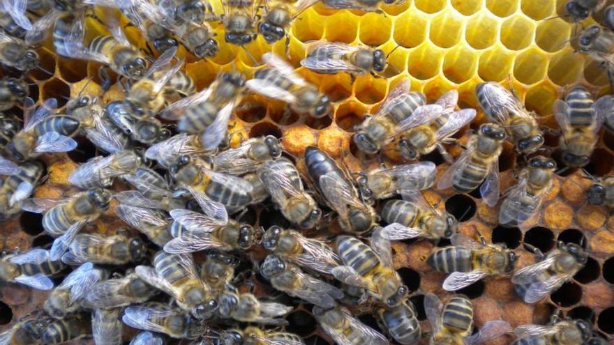 Panal con ejemplares de abeja negra, en una imagen de archivo