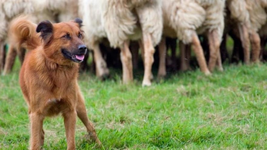 El perro pastor vasco, patrimonio en peligro de extinción