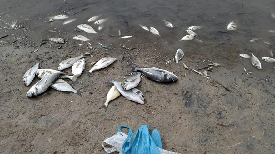 Peces muertos en la costa de San Pedro del Pinatar (Murcia)
