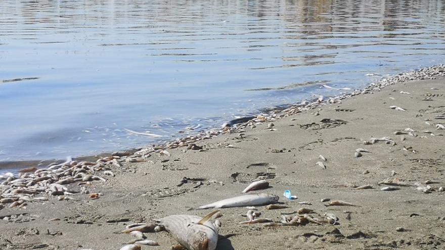 Peces muertos hallados en la costa de San Pedro del Pinatar el fin de semana (Murcia)