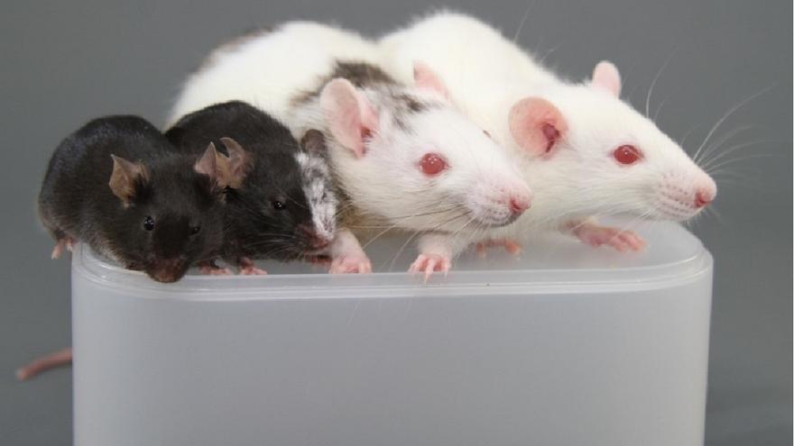 Quimeras de ratón y rata desarrolladas por investigadores japoneses