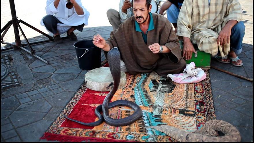 Serpientes explotadas para el turismo en la plaza Jemma el Fna de Marrakech (Marruecos)