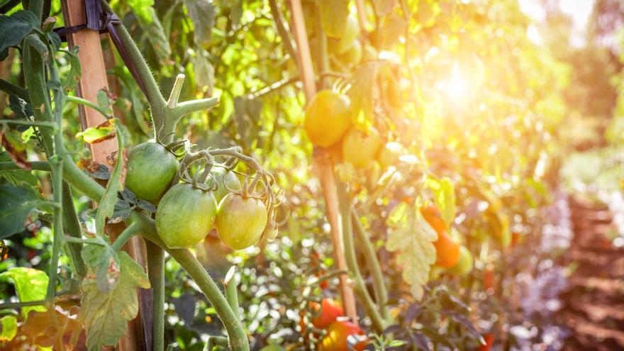 En busca del tomate marroquí: el fraude en el etiquetado eleva la tensión entre agricultores y comercializadoras de Alme