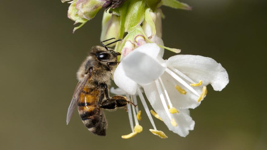 Una abeja melífera en una flor.