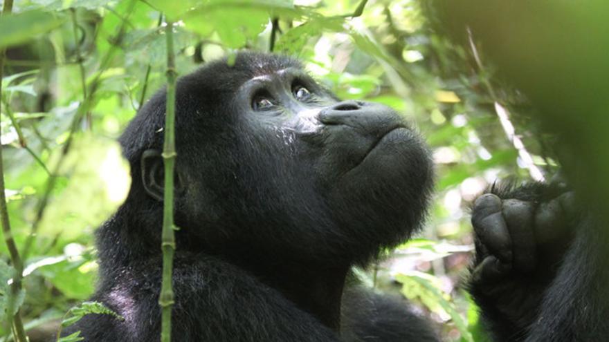 Un nuevo estudio demuestra que los turistas se acercan demasiado a los gorilas de montaña, exponiéndolos a enfermedades que pueden ser mortales. / Nancy J. Stevens