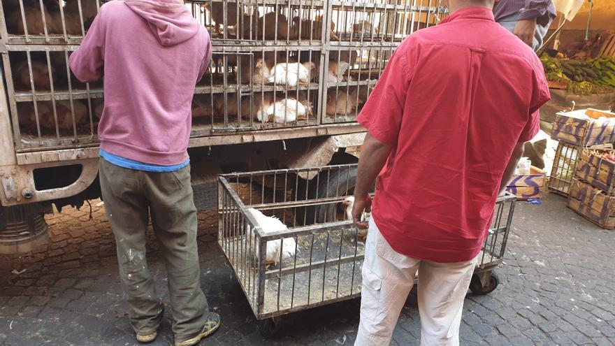 Los animales destinados al consumo humano son transportados en Marruecos en lamentables condiciones