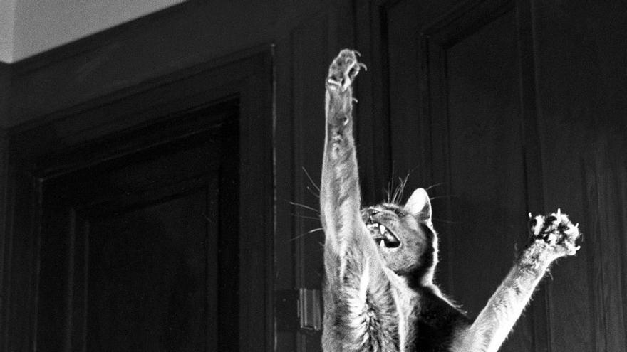 El enérgico gato llamado Loco que inició a Walter Chandoha en su pasión por los felinos