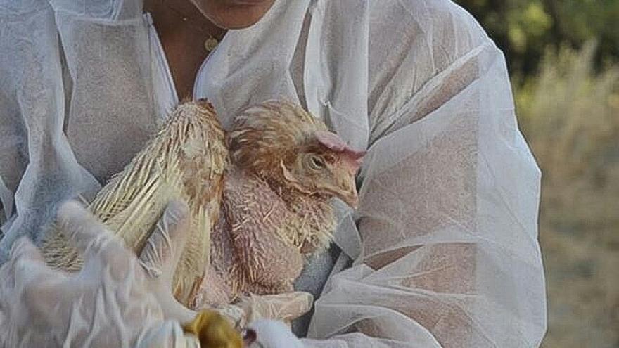 Una de las gallinas rescatadas de las miles hacinadas en una explotaciÃ³n de "gallinas sin jaulas" en Valencia en junio de 2019