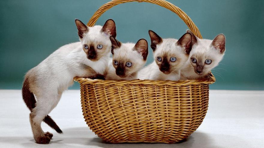 Unos gatitos siameses colocados en una cesta. Nueva Jersey, 1962.