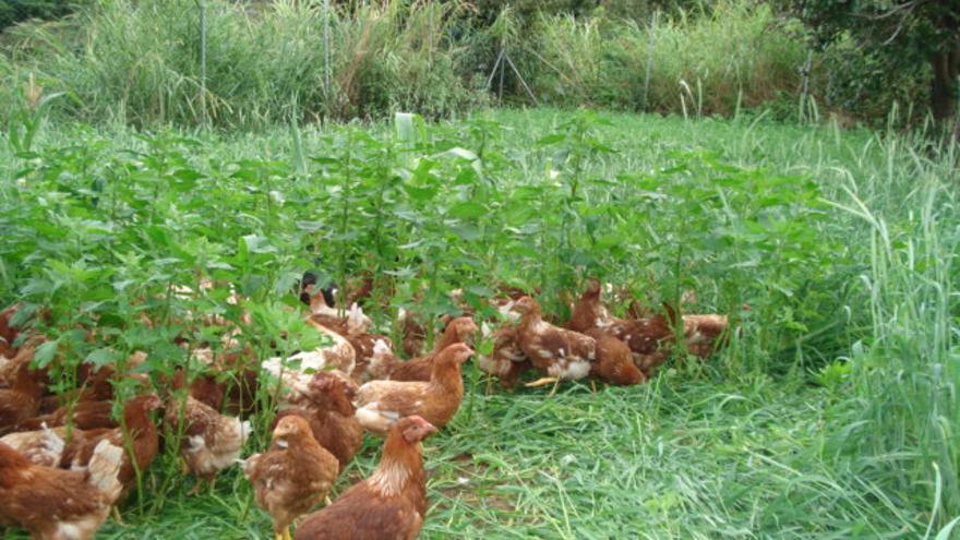 En la imagen, la gallinas de la granja Tierra Fuente de Puntallana.