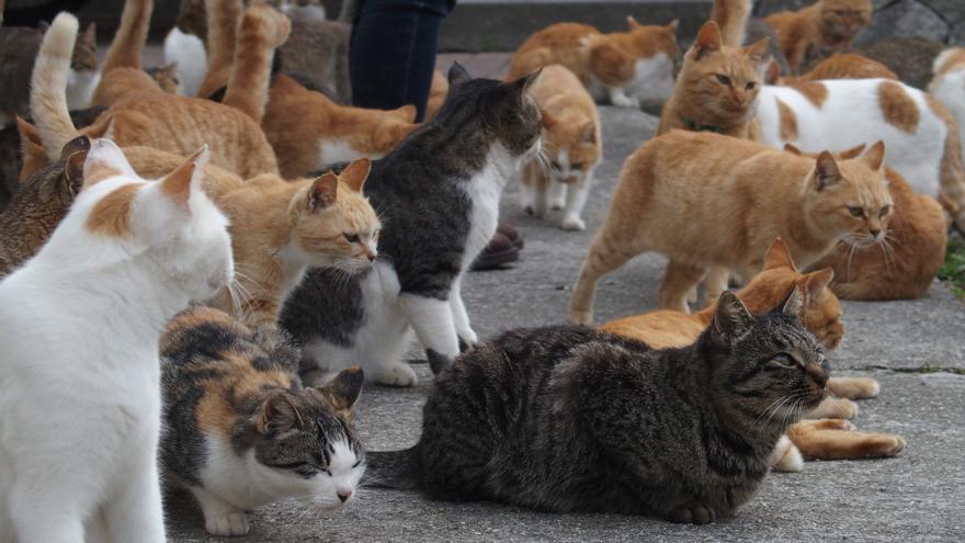 En la isla de Aoshima, en Japón, hay seis gatos por cada habitante.