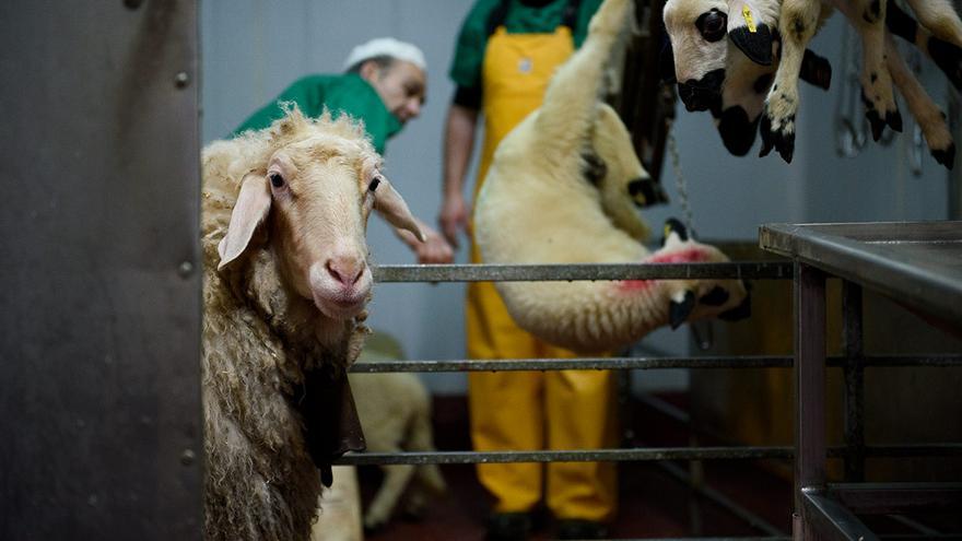 En algunos mataderos se utilizan ovejas guía para conducir a los corderos hasta la zona de matanza.