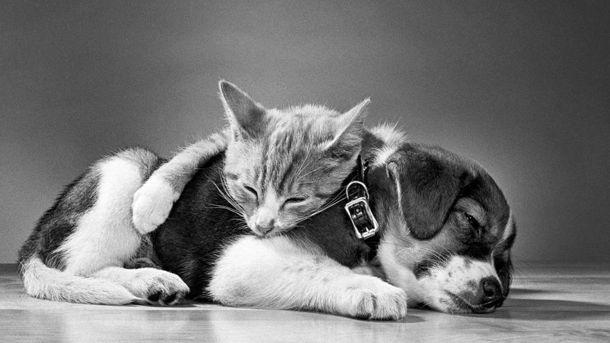 Un perro y un gato recostados mientras duermen. Nueva Jersey, 1966.
