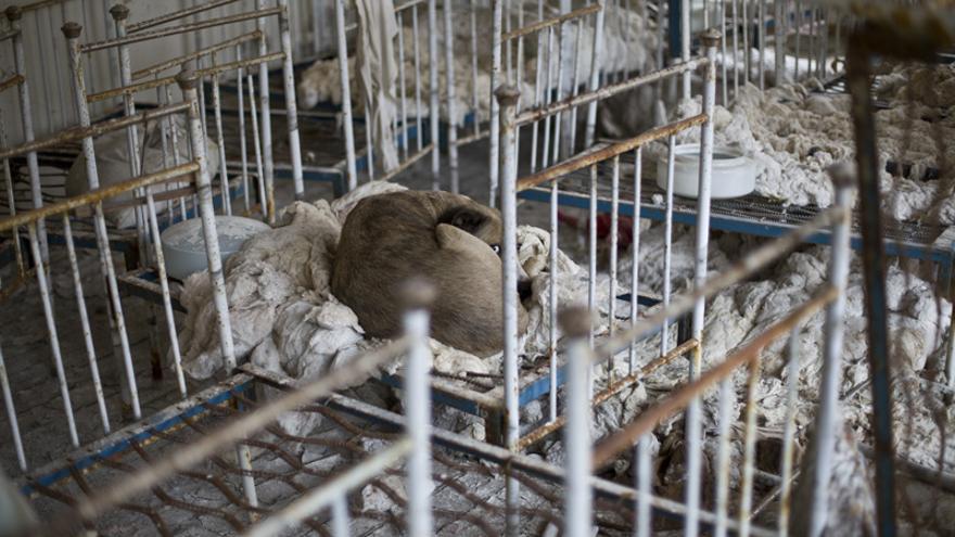 Un perro salvaje recostado en una de las muchas pequeñas camas de una guardería en Prípiat