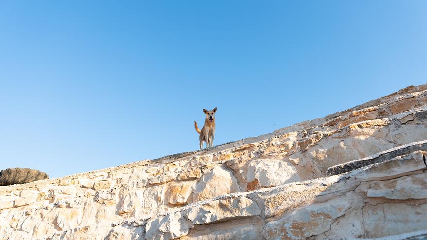 Un perro en lo alto de un muro