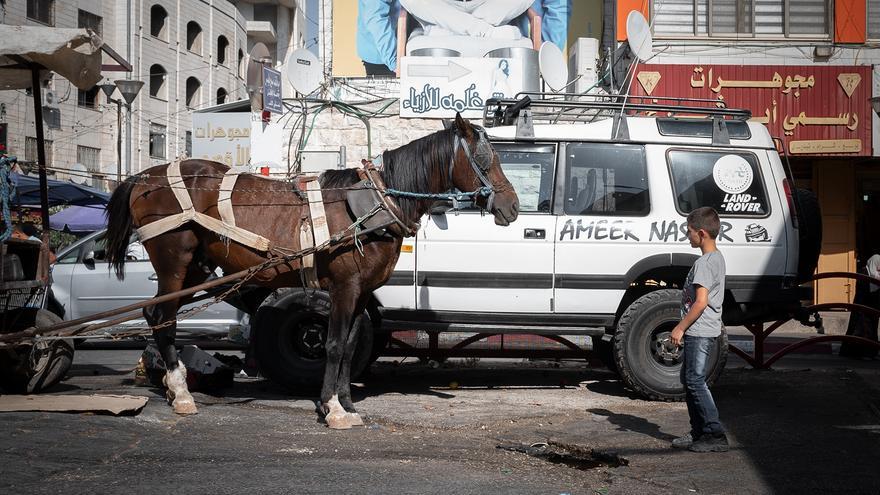 Un caballo en una calle de Palestina
