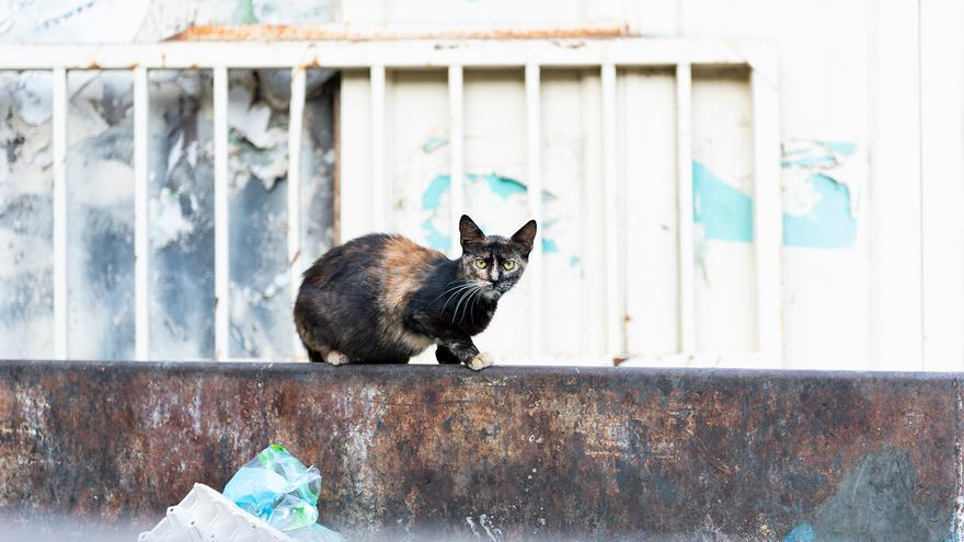 Gato callejero en Palestina