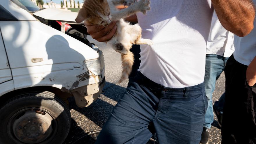 Gatito en las manos de un veterinario de Palestina