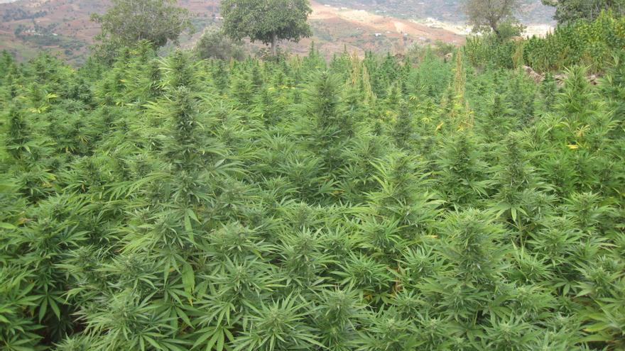 Resultado de imagen para plantacion de marihuana