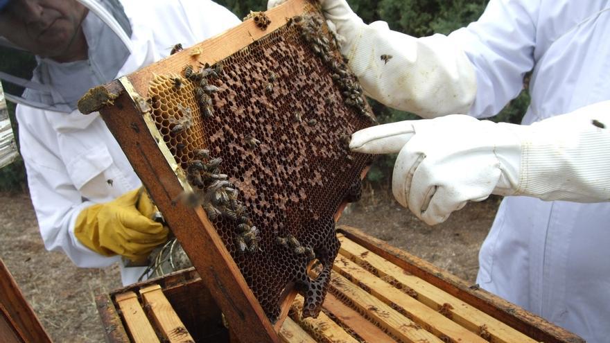 Los apicultores de Cantabria pedirán ayudas tras una campaña de miel "catastrófica"