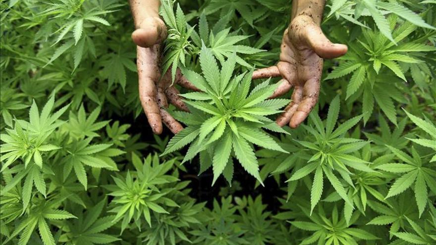 En EEUU y México se incauta casi el 70 por ciento del cannabis del mundo
