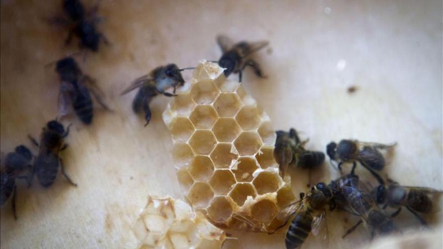 Un 3 por ciento de la población es alérgica a avispas y abejas, con 20 muertos al año