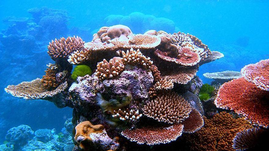 Arrecifes de coral en Australia