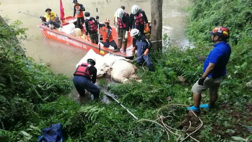 Recuperan a tres de los once elefantes muertos en una cascada de Tailandia