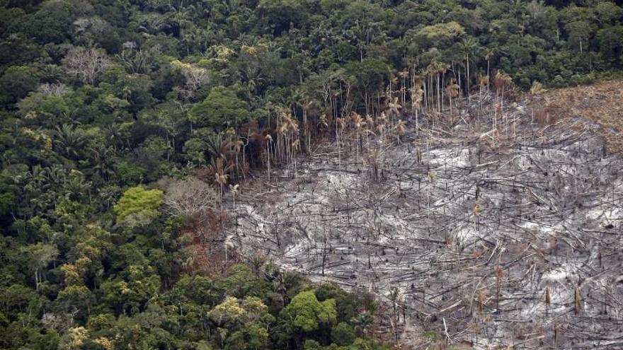 Los biocombustibles de palma y soja, la gran amenaza de deforestación masiva