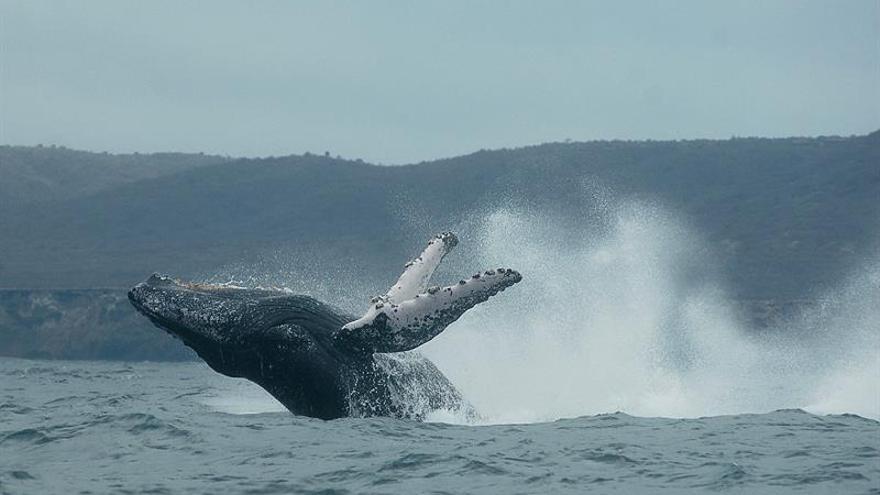 El canto y las heces de las ballenas desvelarán más secretos en la Antártida
