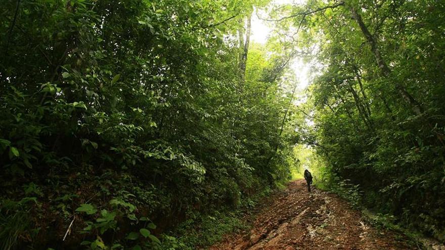 Una nueva base de datos para una mejor conservación del bosque seco en América Latina