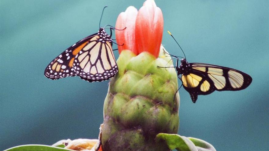 Un santuario de mariposas para frenar la deforestación en Perú
