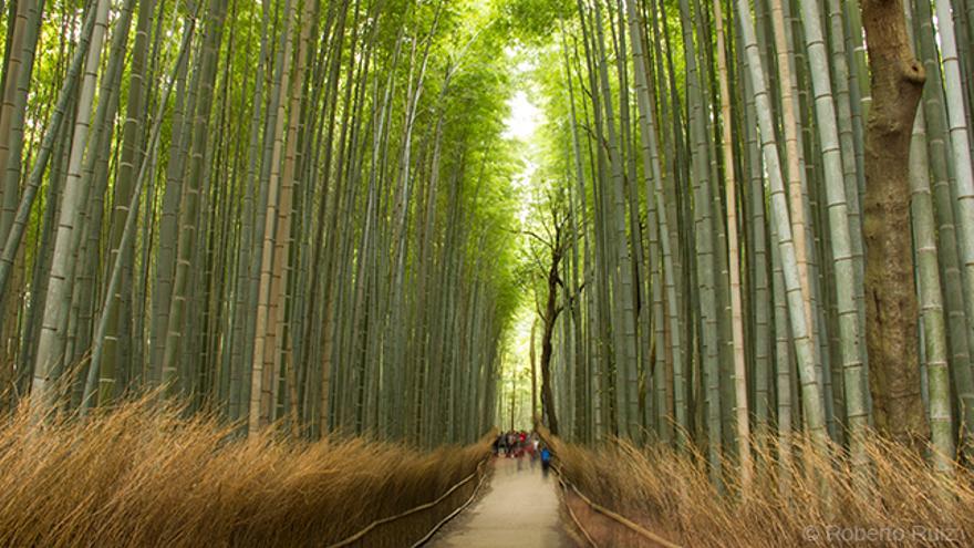 Arasiyama-bosque-bambu-Kioto-Japon_EDIIMA20180911_0589_1.jpg